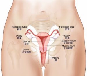 生理痛がある人 お腹が冷えてませんか 小顔矯正 骨盤矯正 美容矯正トータルエステサロン オーシャン Ocean